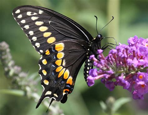 Black Swallowtail Butterflies Of Central Texas ·