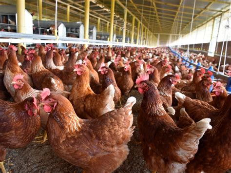 Cuidados para las gallinas ponedoras en pequeñas parcelas campesinas