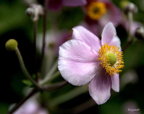 Anémone Du Japon Photo Et Image Fleurs Fleurs Nature Images