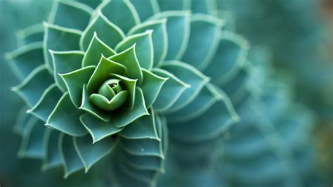 Macro Plants Succulent Depth Of Field Nature Leaves 4k Hd Wallpapers