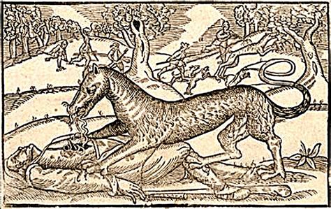 Tout Savoir Sur Le Loup Garou Mythe Et Légende Loup Sauvage