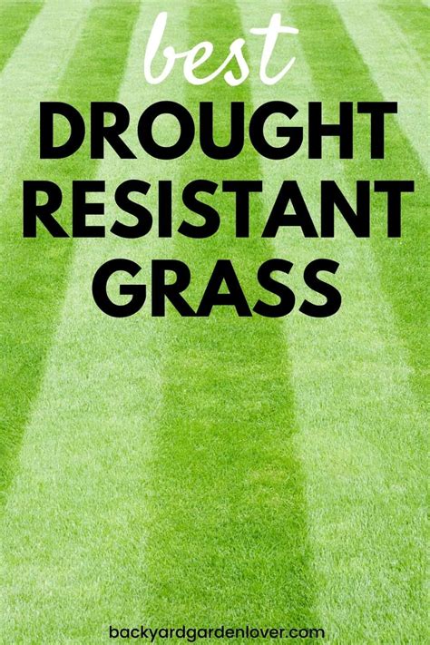 Best Drought Resistant Grass 5 To Choose From