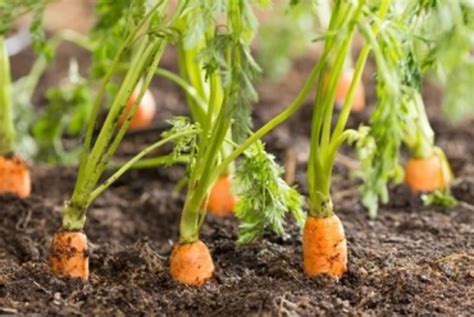 Potager Facile Comment Planter Et Cultiver La Carotte