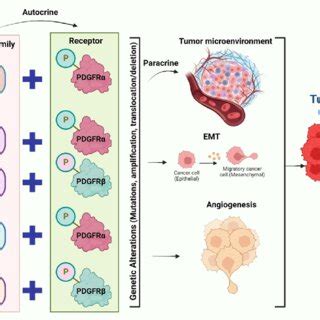 Association of the platelet-derived growth factor and platelet-derived ...