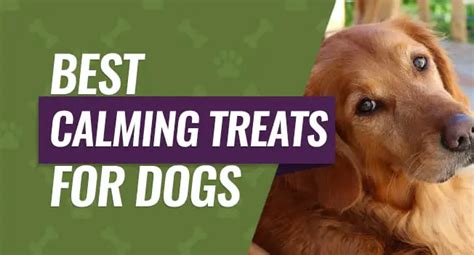 Best Calming Treats for Dogs: Top 5 to Reduce Anxiety & Stress