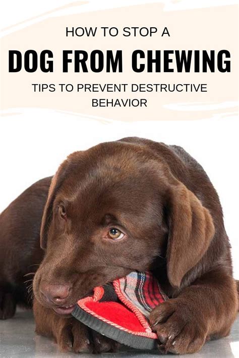 How To Stop A Dog From Chewing Tips To Prevent Destructive Behavior