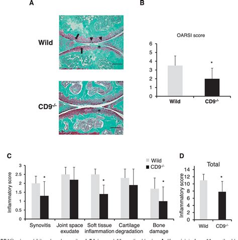 Figure 1 From The Role Of Tetraspanin CD9 In Osteoarthritis Using Three