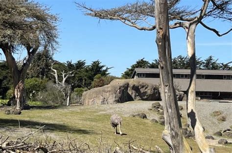 Explore The San Francisco Zoo And Its Fascinating Wildlife Exhibits