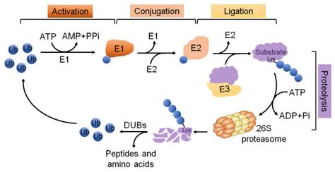 Ijms Free Full Text The Involvement Of Ubiquitination Machinery In