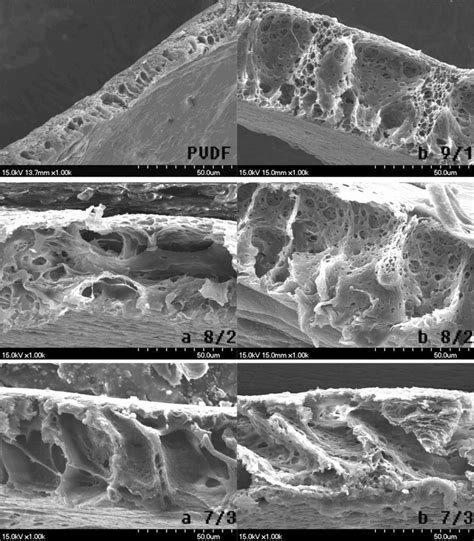 The Sem Photographs Of The Cryogenic Fracture Cross Sections Of Pvdf