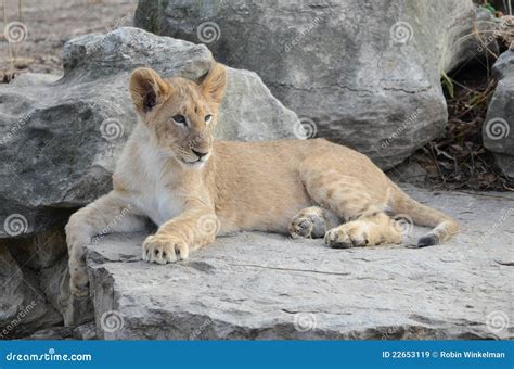 Lion Cub On Rocks Stock Image Image Of Female Spotted 22653119