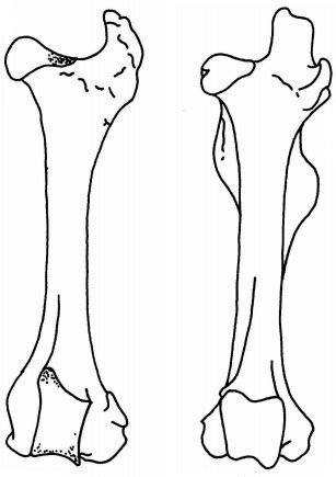 Proximal Phalanx Bone Cow