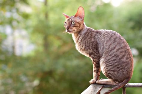 Top 9 Cornish Rex Breeders