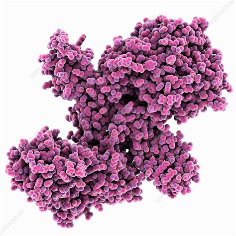 Botulinum Toxin A Molecular Model Stock Image C Science