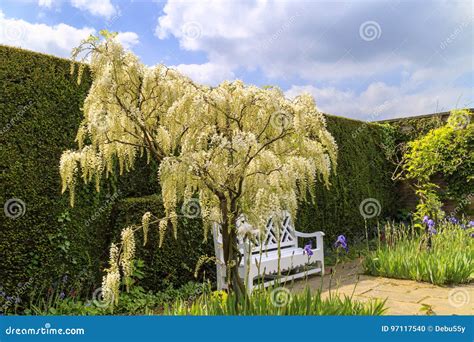 White Wisteria In A Garden Stock Photo Image Of Color Alba 97117540