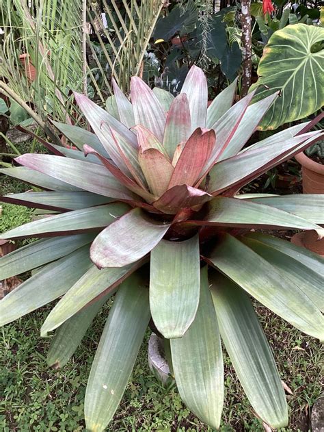 Pin By Armando Nash Campos On Bromelias In 2022 Plants