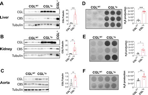 Cystathionine γ Lyase Overexpression Modulates Oxidized Nicotinamide