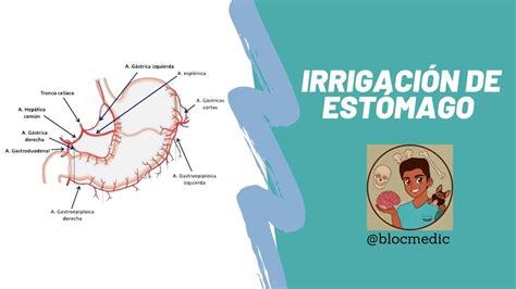 Irrigaci N Est Mago Tronco Celiaco Youtube