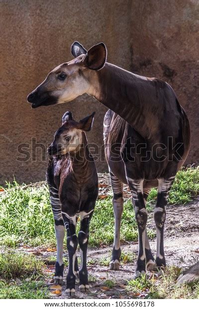 Okapi Baby Photos, Images & Pictures | Shutterstock