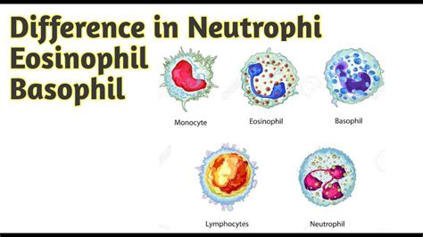 Difference between Neutrophi, Eosinophil, Basophil - YouTube