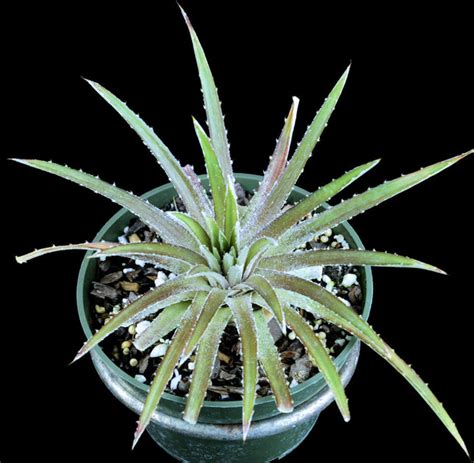 Dyckia Choristaminea Hybrid Tropiflora