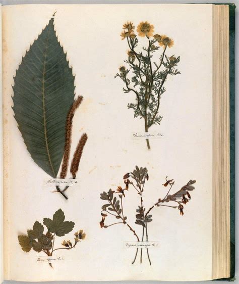 Emily Dickinsons Herbarium A Forgotten Treasure At The Intersection