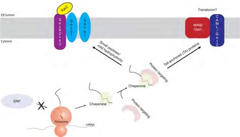 Post Translational Translocation Post Translational Translocation