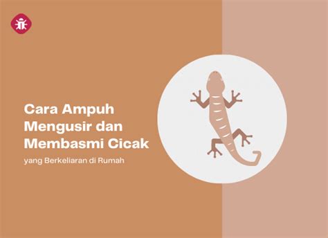 Cara Ampuh Mengusir Dan Membasmi Cicak Yang Berkeliaran Di Rumah