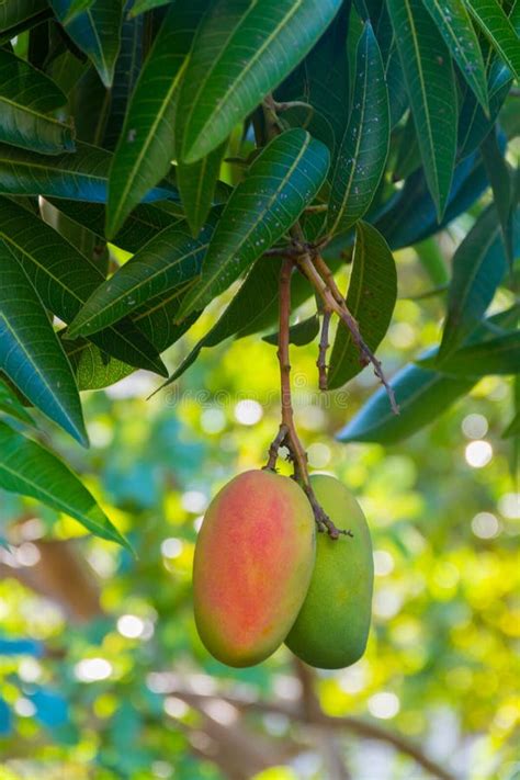 Tropical Paradise Exotic Mangoes Fruit Riping On The Tree Stock Image