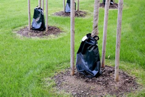 Devriez Vous Utiliser Un Sac D Arrosage Pour Arbre Brico Jardin