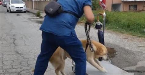 Pur Di Far Passeggiare Il Suo Cane Disabile Quest Uomo Costruisce Un