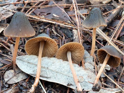 California Fungi: Conocybe