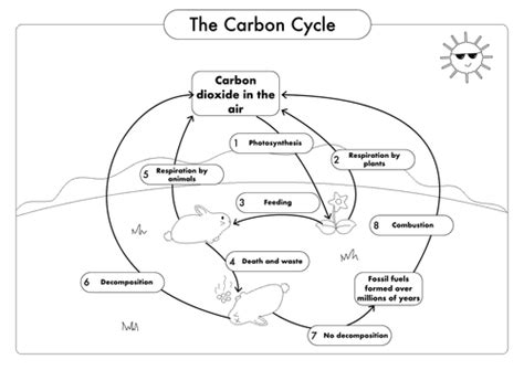 Gcse Biology Carbon Cycle Worksheets And A3 Wall Posters Updated Teaching Resources