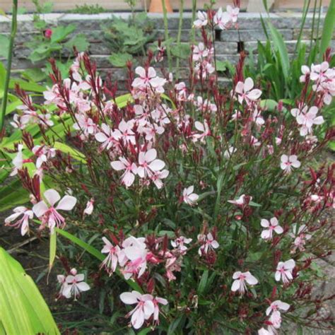 Prachtkaars Gaura Lindheimeri Gaudi Pink Vaste Planten Planten