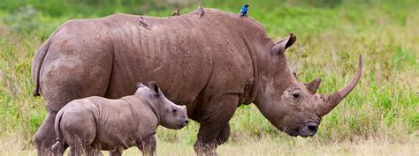 Vietnams Illegal Rhino Horn Trade Undermining The Effectiveness Of