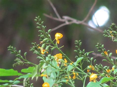 Pterocarpus Eflora Of India