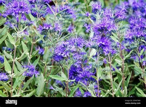 Blue September Hi Res Stock Photography And Images Alamy