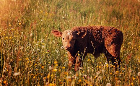 Free Images Nature Grass Field Meadow Prairie Cute Red Pasture