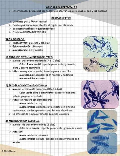 Micosis Superficiales Dermatofitosis Alain Alvarez Udocz