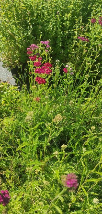 Achillea Millefolium Cerise Queen Krwawnik Pospolity Cerise Queen P