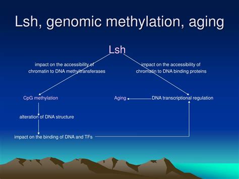 Ppt Lsh Dna Methylation And Aging Powerpoint Presentation Free Download Id424828