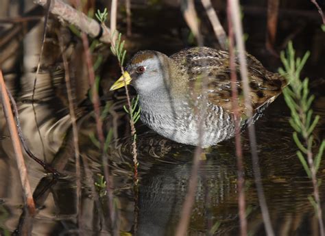 Sora | Audubon Field Guide