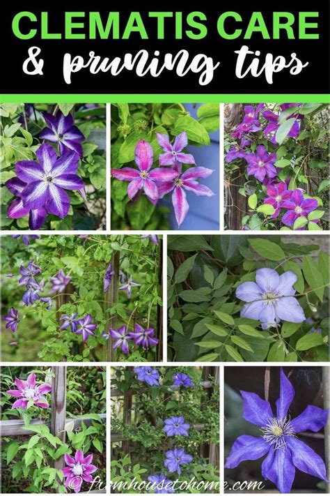 Clematis Vine Care Planting Growing And Pruning Tips Gardener S