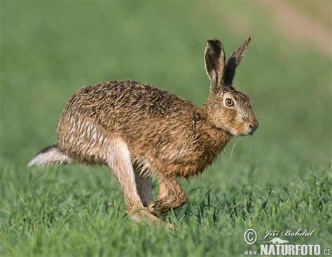 Lepus europaeus Pictures, Brown Hare Images, Nature Wildlife Photos | NaturePhoto