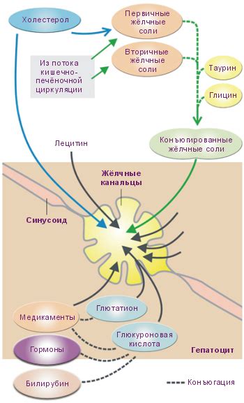 Желчный пузырь | Энциклопедия альтернативной медицины | Fandom