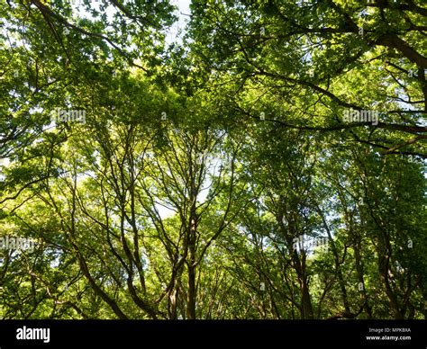 Woodland Forest Green Lush Tree Canopy Background Nature Texture Essex