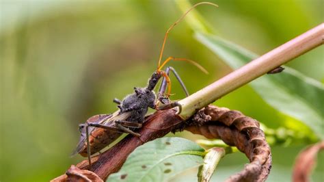 How Assassin Bugs Use Sticky Plant Resin To Help Catch A Meal Bbc Newsround