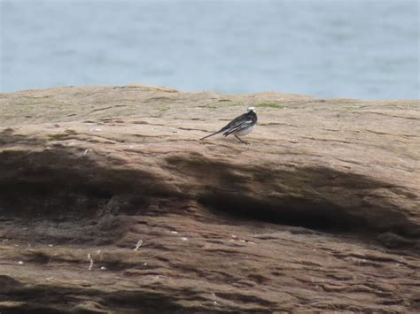 Seahouses To Beadnell Rocky Shore With Pied Wagtail Flickr