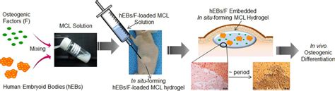 In Vivo Osteogenic Differentiation Of Human Embryoid Bodies In An