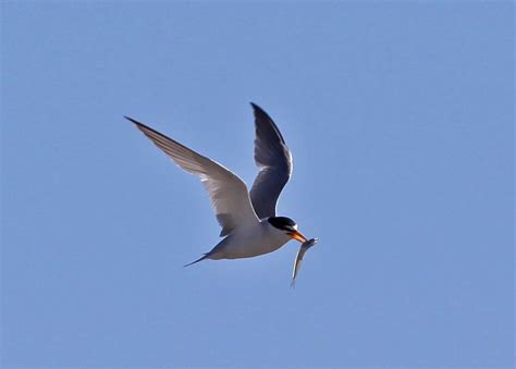 pictures  information   tern